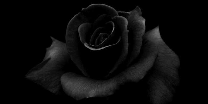 1024x768 Black Rose Wallpapers - Top Free Black Rose Backgrounds