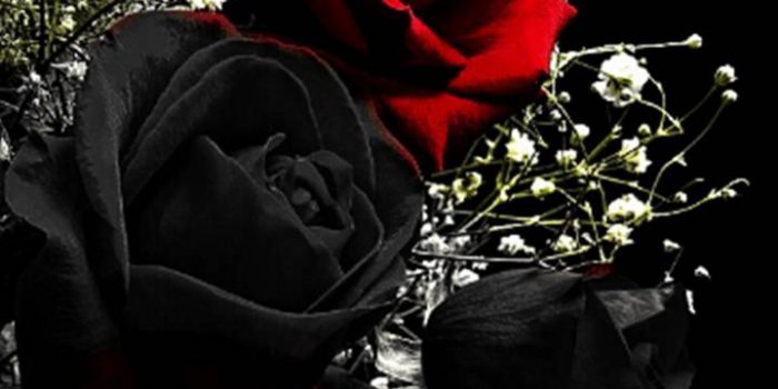 720x1280 Red Black Roses Wallpaper by PerfumeVanilla - 12 - Free on ZEDGE™