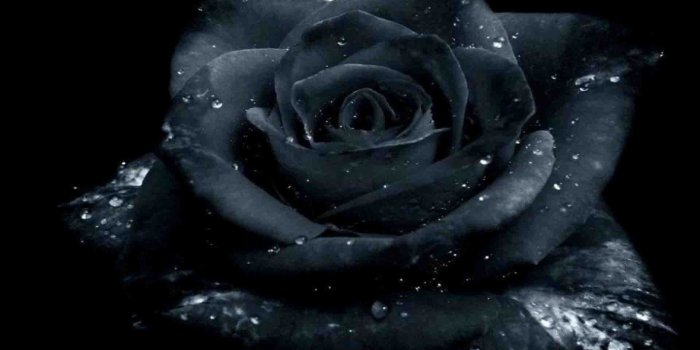 1920x1200 62+ Black Roses Wallpapers on WallpaperPlay