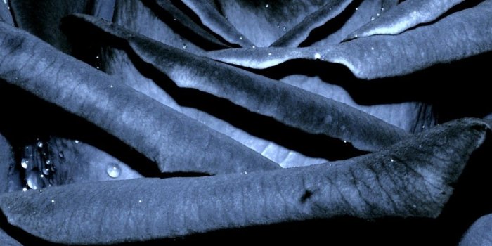 1125x2436 Download Black Rose Gold Nike, Black Rose Goku Wallpaper - Grey And