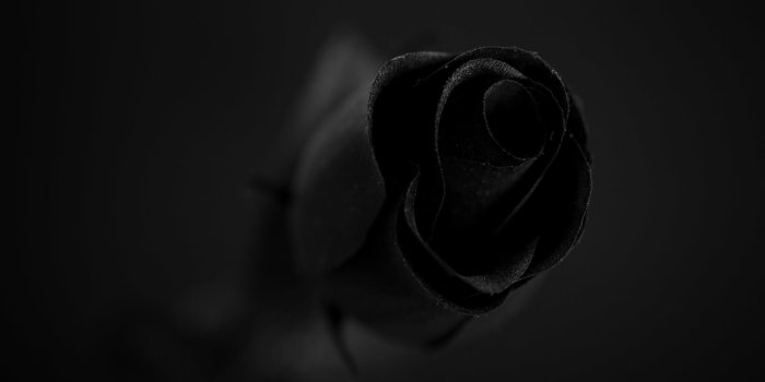 1920x1280 Black and White Rose Wallpaper (61+ images)