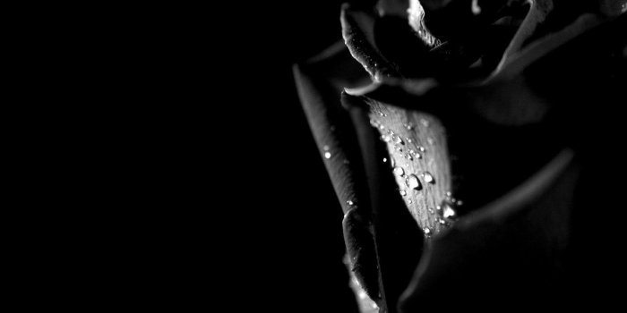 1600x1200 HD Quality - Black Roses Background