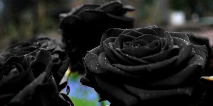 1920x1286 Simple Red And Black Roses Wallpapers Desktop Background This Month