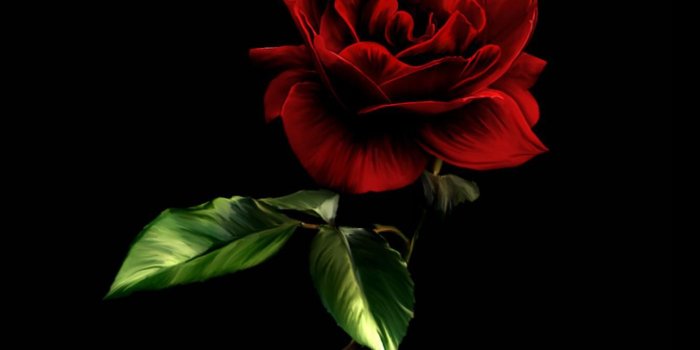 1333x1000 Wallpapers Of Black Roses on MarkInternational.info