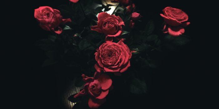 2560x1600 Dark Roses ❤ 4K HD Desktop Wallpaper for 4K Ultra HD TV • Wide