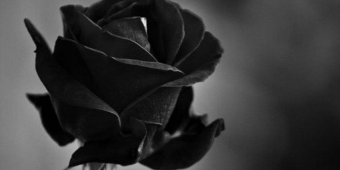 1280x1024 Black Rose Wallpaper ,free download, (36) - cerc-ug.org