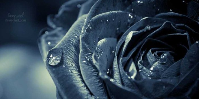 1024x768 Black rose images hd Gallery