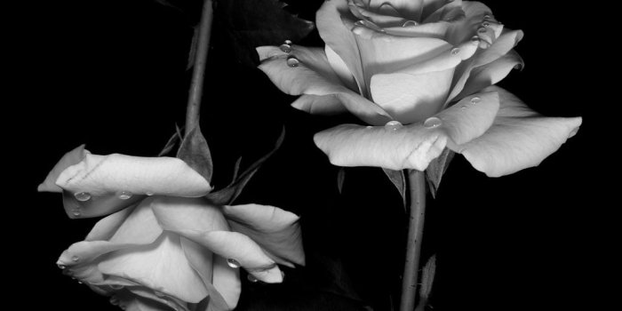 1024x768 Free Black And White Roses, Download Free Clip Art, Free Clip Art on