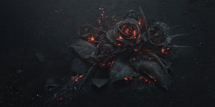 1920x1080 18 Black Rose Wallpapers - WallpaperBoat