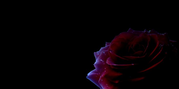 5120x3072 Red and black rose wallpaper Gallery