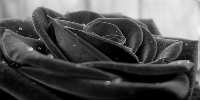 1920x1080 Black Rose Wallpaper ·① WallpaperTag