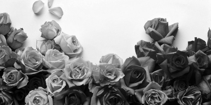 2560x1600 65+ Black Roses Wallpapers - Download at WallpaperBro