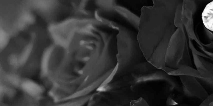 853x1517 Download Black Rose Wallpaper (36) - mariacenoura.pt