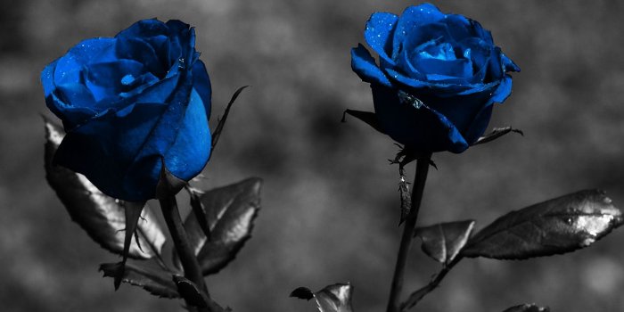 1900x1200 Rose Wallpaper Hd (50+ images) on Genchi.info