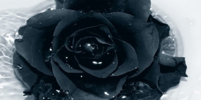 1024x768 Black And Red Roses Red And Black Roses Wallpaper For Mobile 1024x768