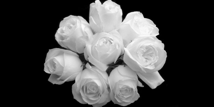 1920x1200 Black Roses - Hd White Rose Wallpapers 1080p, Hd Wallpapers