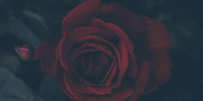 750x1334 10 Hd Wallpapers Black Rose - Download Wallpaper HD For PC Computer