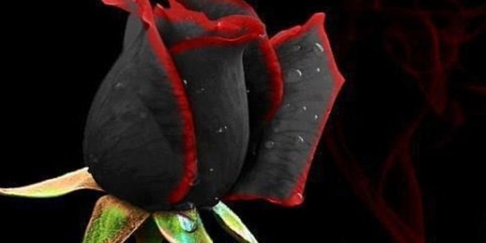 1024x768 Beautiful Black Rose - Wallpapers Browse