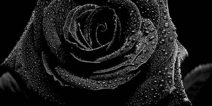 1344x756 Black Rose Wallpaper ·① – black roses