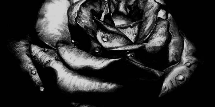 1512x1164 Black Roses For Sale 17 Cool Wallpaper - HdFlowerWallpaper.com