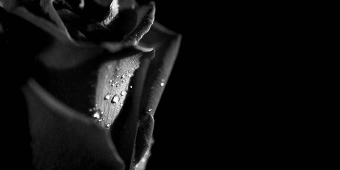1024x768 Black Rose Flower Hd Wallpaper - Flowers Healthy