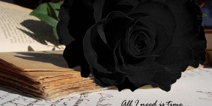 1920x1080 Black Roses - Wallpaper, High Definition, High Quality, Widescreen