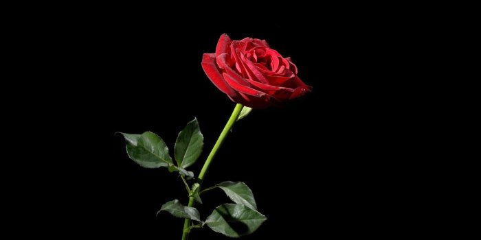 3840x2160 Wallpapers of black roses Gallery