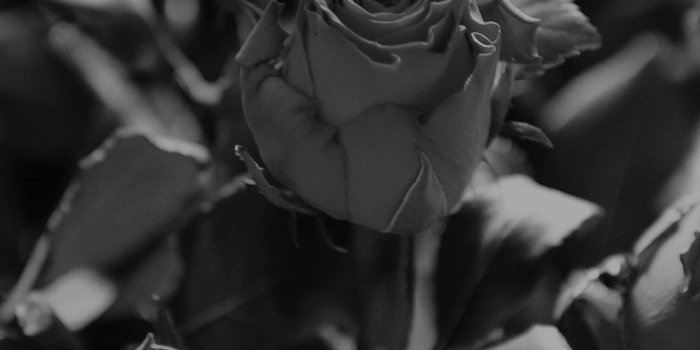 1242x2208 Black Rose Iphone Wallpaper ,free download, (45) - cerc-ug.org