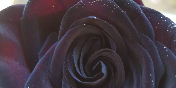 960x1280 Black Rose Wallpaper by Emilyamber38 - ab - Free on ZEDGE™