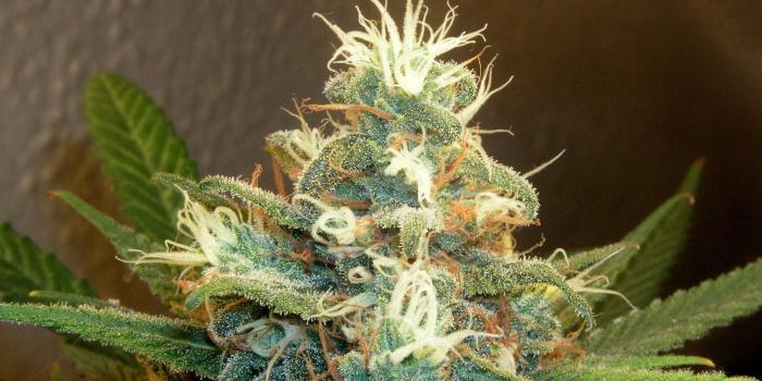 1920x1080 Background Images Psychedelic, Drugs, Widescreen,tablet,weed