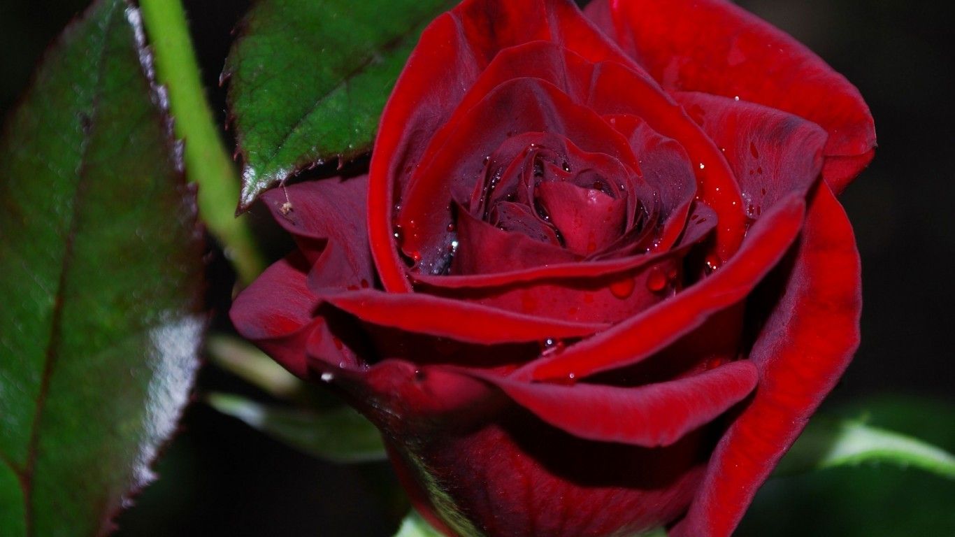 1366x768 Red Flower Green Photography Jamaica White Flowers Wallpaper Hd