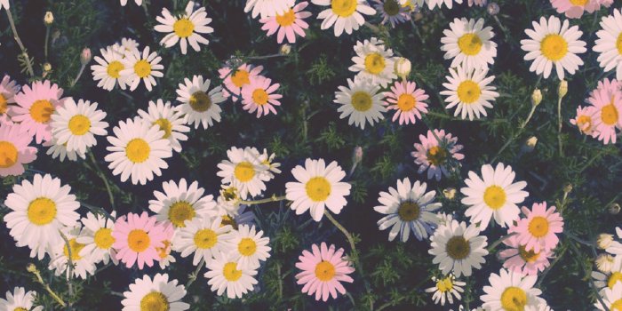 1920x1200 45+ Daisy Vintage Wallpapers - Download at WallpaperBro