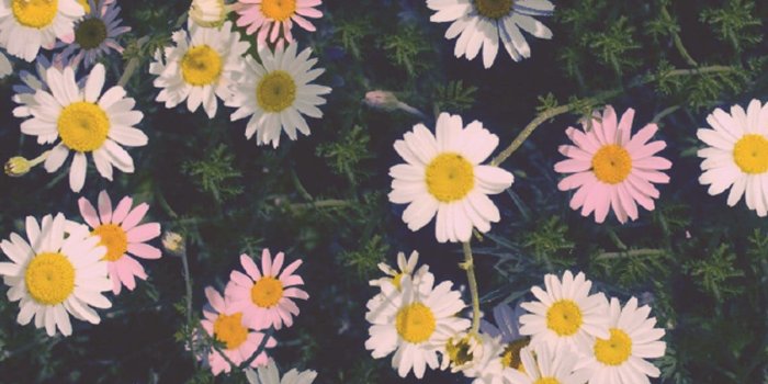 1200x1920 Image result for daisy wallpaper tumblr | pics | Daisy wallpaper