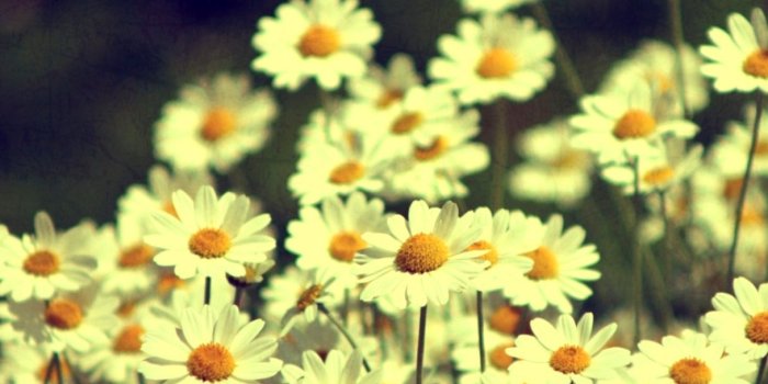 1216x1216 Daisy Photography Tumblr Mobile | Gandoss Wallpapers