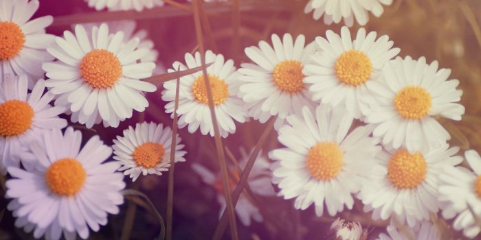 1920x1080 Lovely Daisy Bokeh Wallpaper #6801336