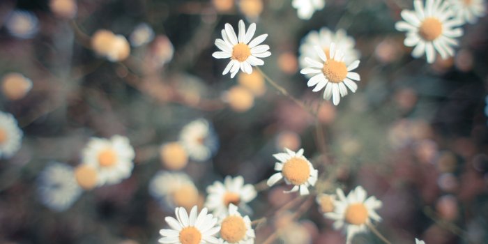 3888x2592 Retro Daisy Free Stock Photo | picjumbo