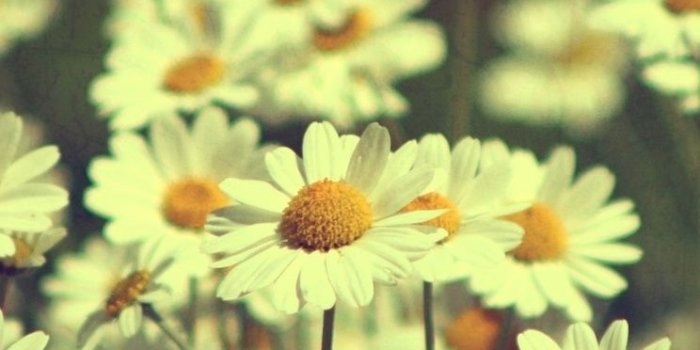 744x1216 Vintage Daisies Photography iPhone 4s Free Download