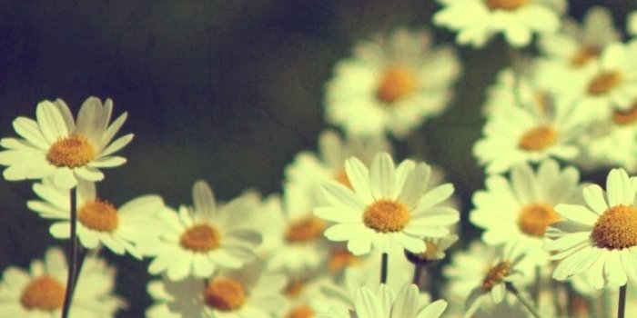 768x1024 Vintage Daisies Photography ❤ 4K HD Desktop Wallpaper for 4K Ultra
