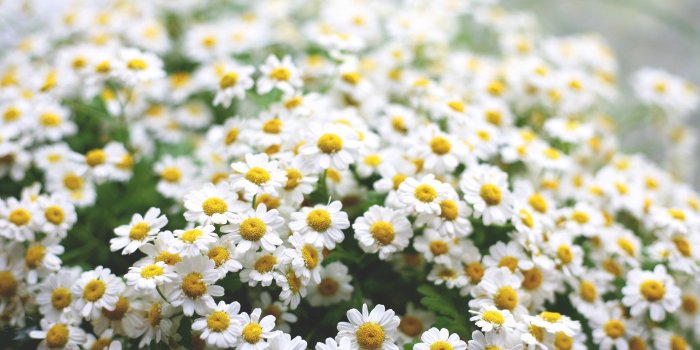 2560x1600 Daisies HD wallpaper | 2560x1600 | #4874