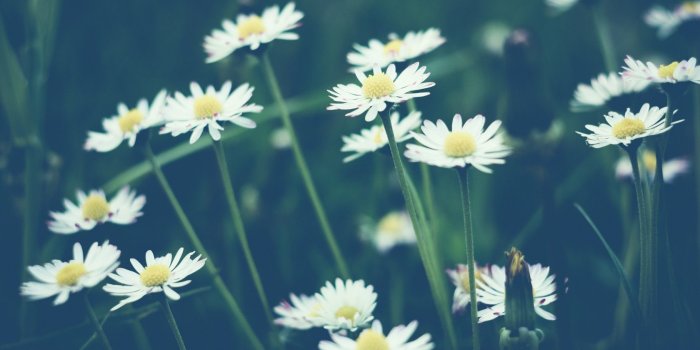 1680x1050 Daisy Bokeh #6873699