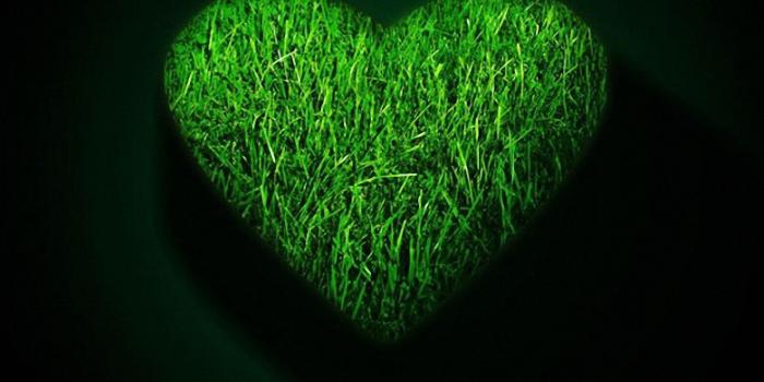 1440x2560 Cool Green Love Heart iPhone 6s Wallpapers HD