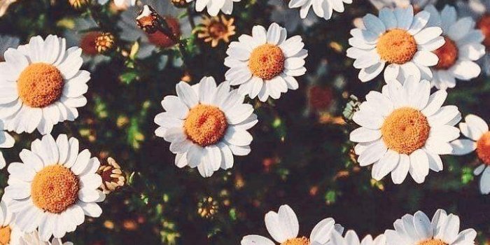 719x1280 Daisy Vintage Wallpaper: Vintage Daisy Bamboo Wallpaper In Golden