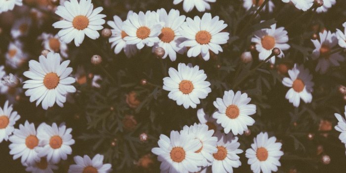 1440x900 Get Vintage Daisies Tumblr Vintage daisies tumblr [1440x960] for