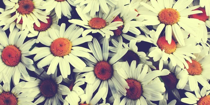 1920x1200 Wallpaper vintage flower Gallery
