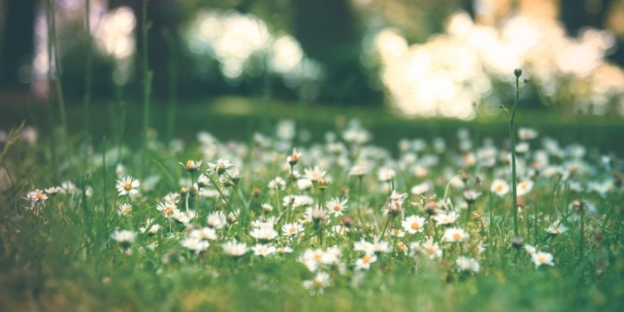 1440x900 Vintage Daisy Background - #thewomenmenadore