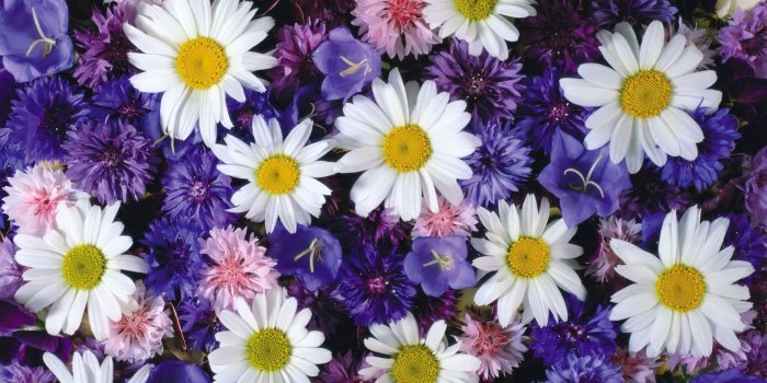1680x1050 Pack.698: Daisy Wallpapers (1680x1050) | WallpapersExpert.com