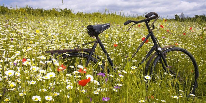 1600x1000 Vintage Bicycle between Daisy Flowers HD Wallpaper | HD Nature