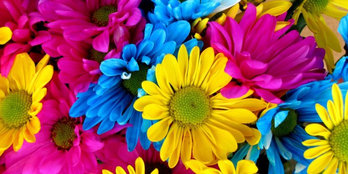 2560x1600 Multicolored Daisy Bouquet wallpapers | Freshwallpapers