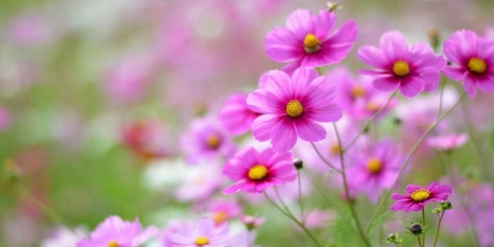 1280x1024 Flowers, Daisy, Vintage, Spring, Beautiful Nature, Plant, Hd