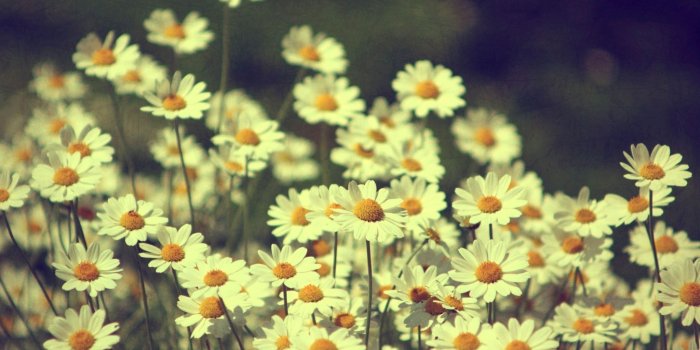 2048x1152 468718 vintage flower desktop nexus wallpaper | Other | Tokkoro.com